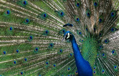 Teens Stomp on Peacock's Back for a Feather at New Mexico Zoo