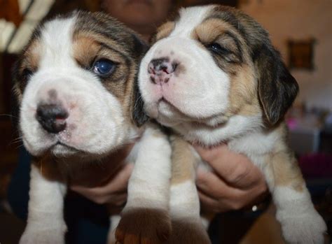 Bbk have blue nose pitbull puppies for sale and xl american bully puppies for sale. Beagle Puppies For Sale | Indianapolis, IN #236864