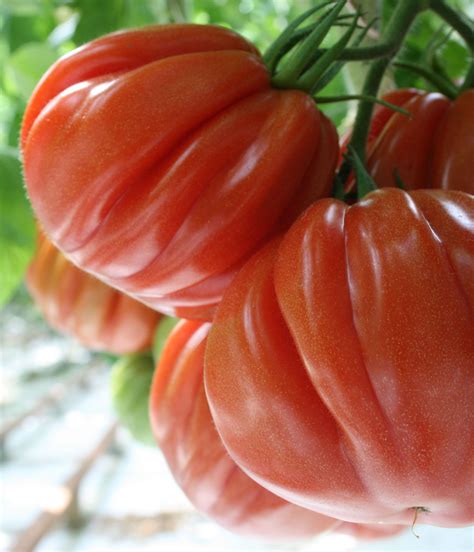 Beefsteak Tomatoes How To Use Grow These Mighty Tomatoes Artofit