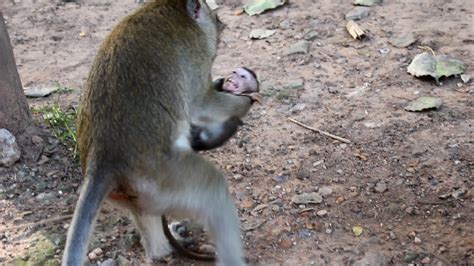 Mother Fighting Beaten Cute Baby Daily Monkeys Man 320 Youtube