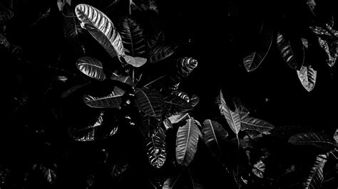 Download Wallpaper 1366x768 Leaves Bw Dark Plant Black