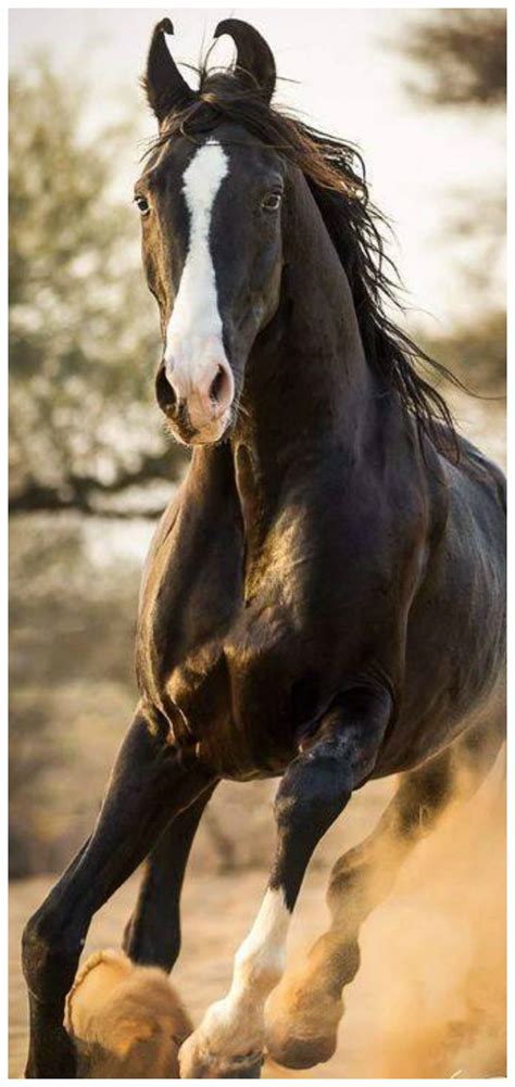 Pin By Tams Boards ♥ On Horse World Wild Horses Running Pretty