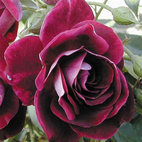 Maybe you would like to learn more about one of these? Burgundy Iceberg - Rankins Roses