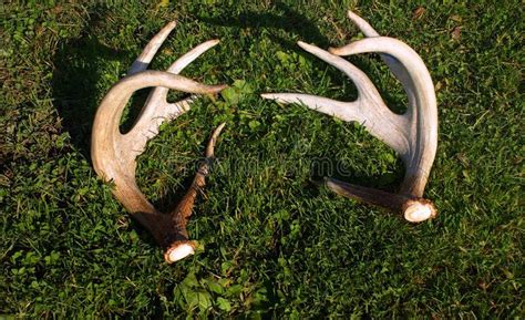 Whitetail Deer Sheds Stock Photo Image Of Whitetail