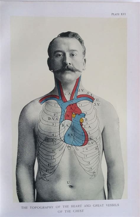 Antique 1900s Medical Diagram Scientific Print Human Anatomy Heart