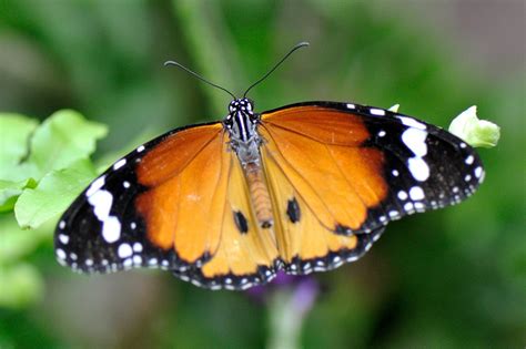 The toronto zoo's animals are grouped together based on the region of the world where they originate. Toronto Zoo | Animals