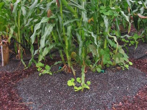 Cornstalks act as a trellis for the beans (the plant's thin tendrils don't get in the way of the growing ears). How to Plant a Three Sisters Garden | HGTV