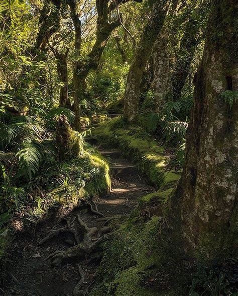New Zealand On Instagram Goblin Forest We Probably Wouldnt Be
