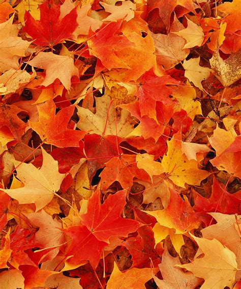 Read Autumn Leaves Wallpapers Wallpaper Cave