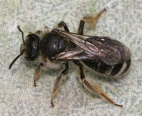 Sweat Bee Caught In Throat The Backyard Arthropod Project