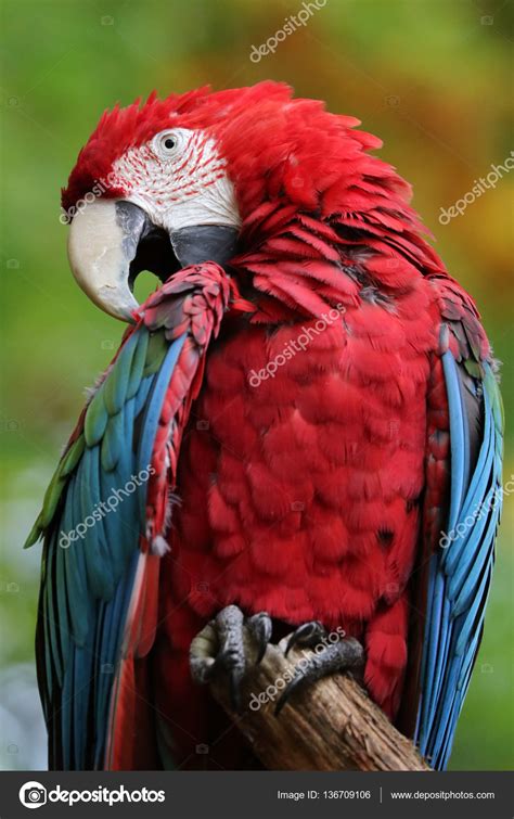 Beautiful Macaw Parrot — Stock Photo © Ebfoto 136709106