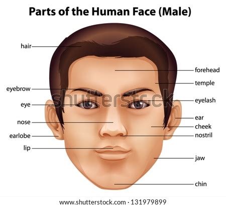 With an option to place clickable spots anywhere on the figure and link each of them to. Illustration Features Human Face Stock Vector 131979899 ...
