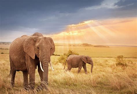 African Elephants In Sunset Light By Narvikk