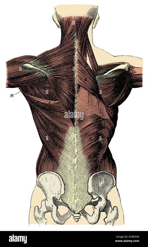 Back Muscles Anatomy Labeled