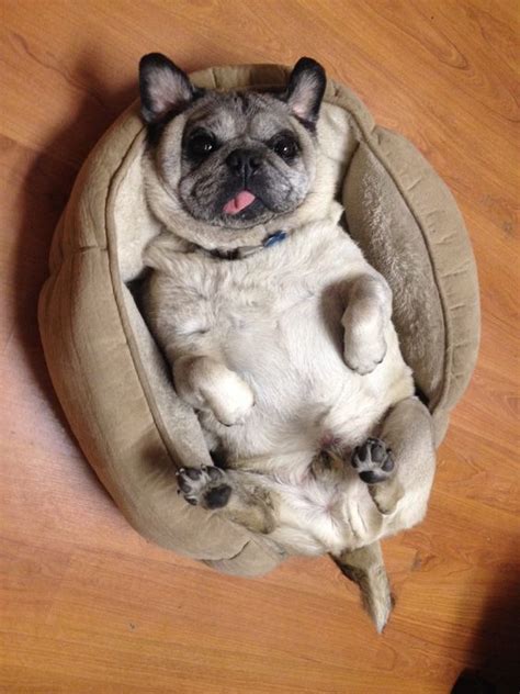 10 Reasons Why Your Pug Is Staring At You Right Now