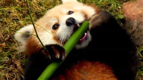 True Facts Red Pandas Youtube