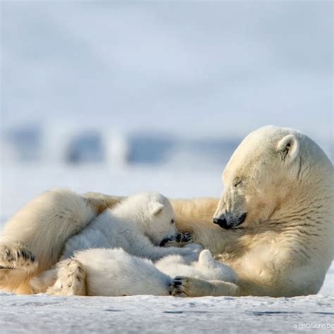 Pin By Sally Mchugh On „big And Little Polar Bears Polar Bear