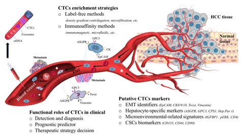 The Biology And Clinical Potential Of Circulating Tumor Cells Ctcs In