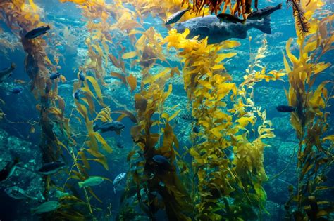 Bio145 Marine Biology Blog Kelp Forests