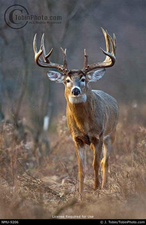 Picture Of A Huge Whitetail Monster Buck