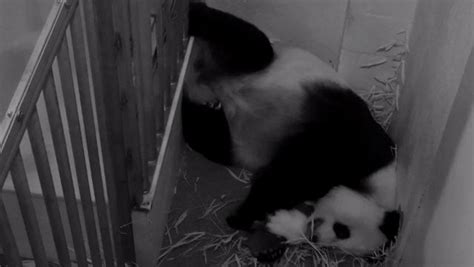 Smithsonians Panda Cam Will Go Dark With Shutdown Outside Online