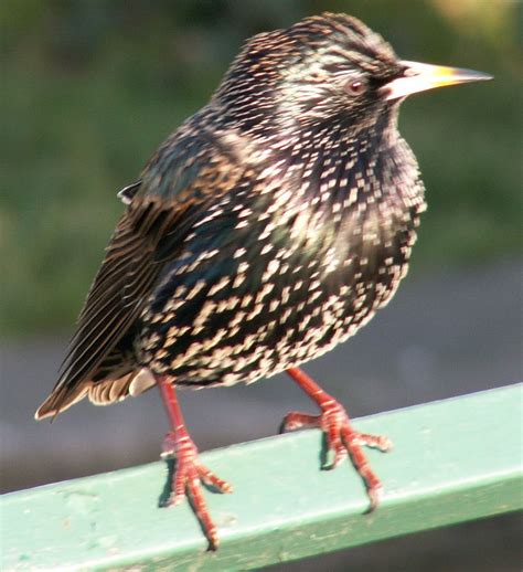 Star's ability to collaborate with people and clients has never been based on physical locations. Sturnidae - Wikipedia