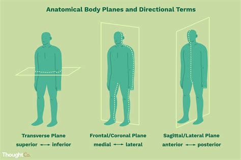 Anatomical Directional Terms And Body Planes