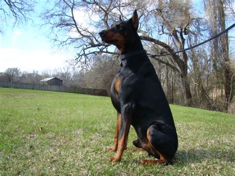 Champions in sires and dams pedri… View Ad: Doberman Pinscher Puppy for Sale near Texas ...