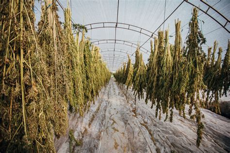 Drying Cannabis Plants How To Dry Cannabis Sohum Living Soils