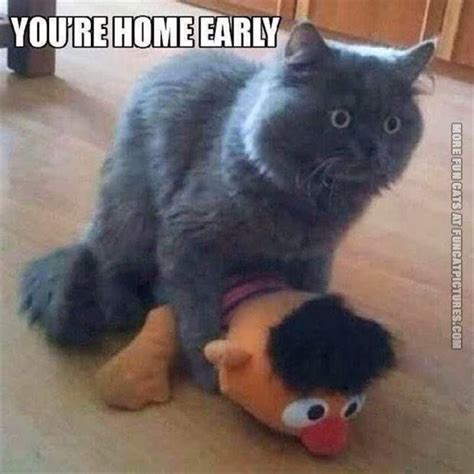 Funny Cat Pictures Cat Taken By Surprise Cat Memes