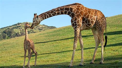 +19 Giraffe Baby Called References - quicklyzz