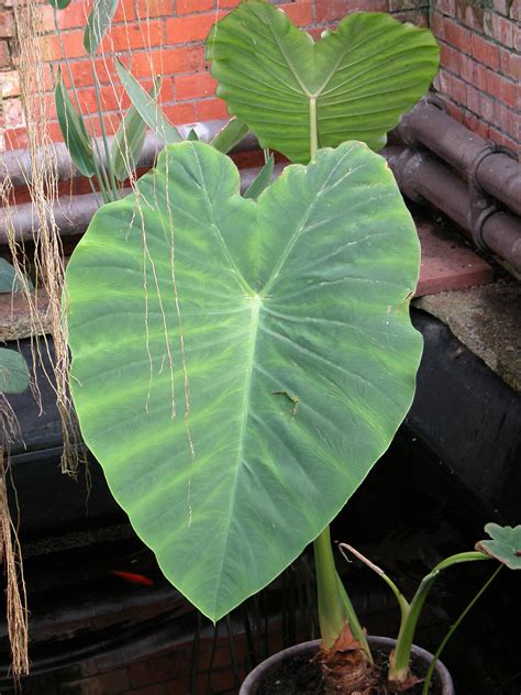 Imageafter Images Big Leaf Tropical Plant In Water Green