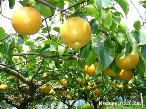20th Century Asian Pear Tree The Essential Guide To Pyrus Pyrifolia Nijisseiki