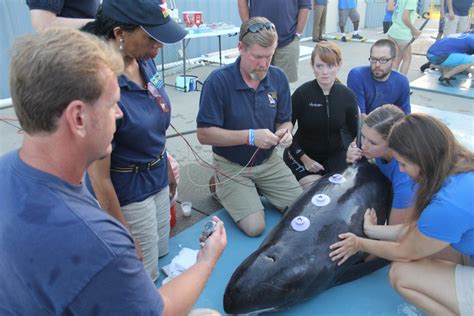 Rescue And Rehabilitation Institute For Marine Mammal Studies Inc
