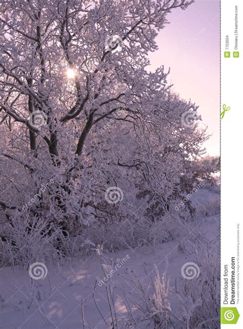 Winter Scene In Purple Stock Images Image 7753504