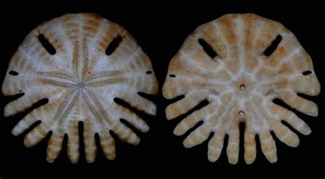 Pin By John Lineberger On Sand Dollars And Sea Urchins Sea Shells