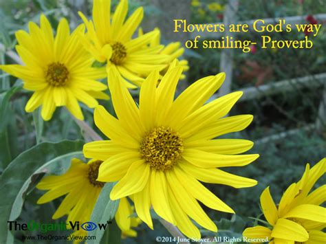 Janet said daily how blessed she was to have their assistance. Flowers are God's way of smiling Proverb | Proverbs ...