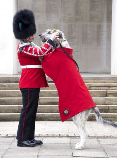 Irish Guards Wolfhound Mascot Begins First Ceremonial Engagement
