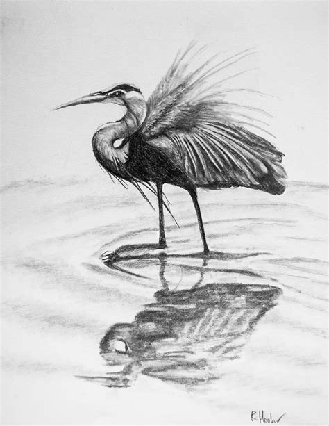 Great Blue Heron Art Print Pencil Sketch Etsy