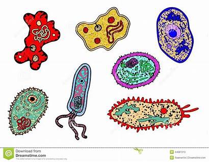 Ameba Cartoon Biology Science Lifeforms Fumetto Amebas