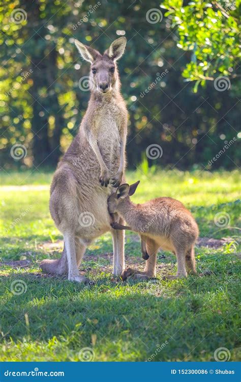 Two Kangaroos Mother And Cub Stock Photo Image Of Australia Female