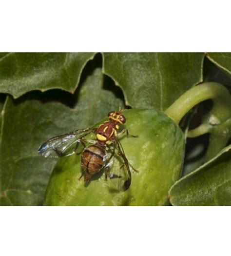 Wacse guide to pest, disease and disorders. Combo Pack of Max Plus Pheromone Trap + Melon Fly ...