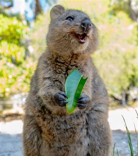 Australci Odlučili Pokazati Da Kod Njih Postoje životinje Koje Vas Ne