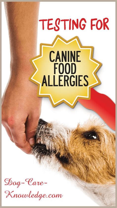 Canine Food Allergies Or Intolerance What You Need To Know Canine