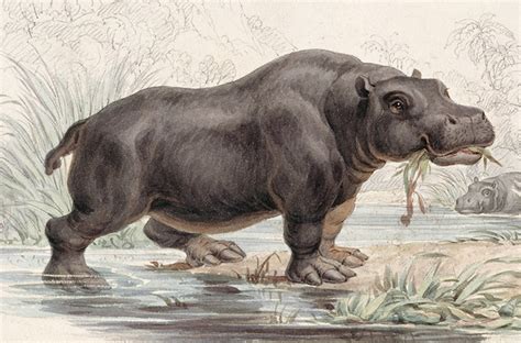 Hippos Of The Thames History Today