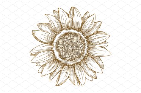 Sunflower Sketch Vector Object Illustrations Creative Market