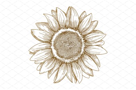 Free Free 269 Sunflower Drawing Svg SVG PNG EPS DXF File