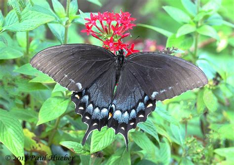 Eastern Tiger Swallowtail Dark Female Papilio Glaucus Flickr