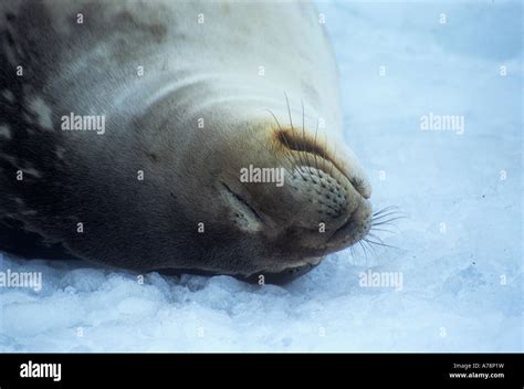 Weddell Seal Sleeping Gourdin Island Antarctica Stock Photo Alamy