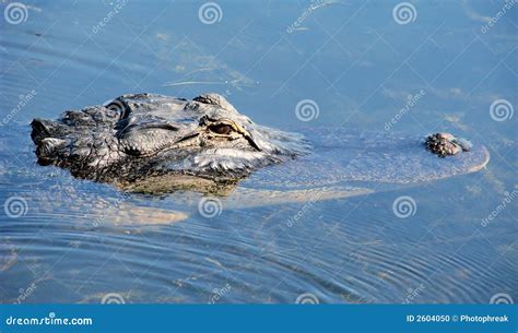 American Alligator Swimming Stock Photo Image Of Alligator Outside